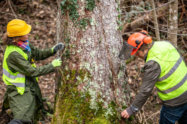 Professional Tree Removal Services in Freeland, PA