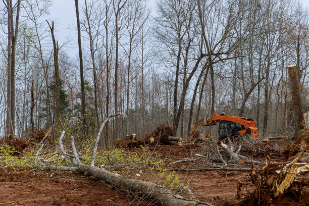 Best Arborist Consultation Services  in Freeland, PA